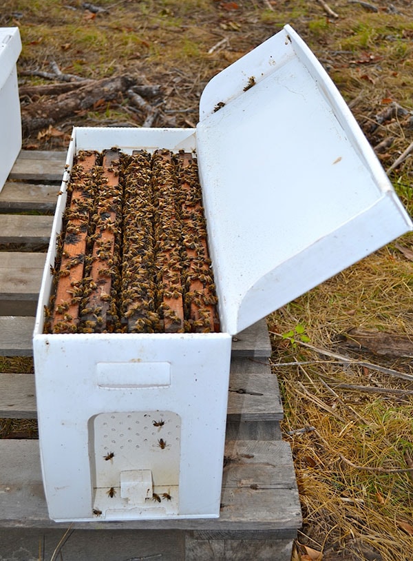 Iowa Missouri Nucs For Sale in the Midwest USA|Lappe's Bee Supply & Honey Farm LLC
